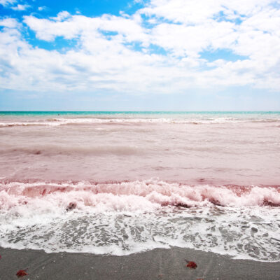 red tide beach in florida